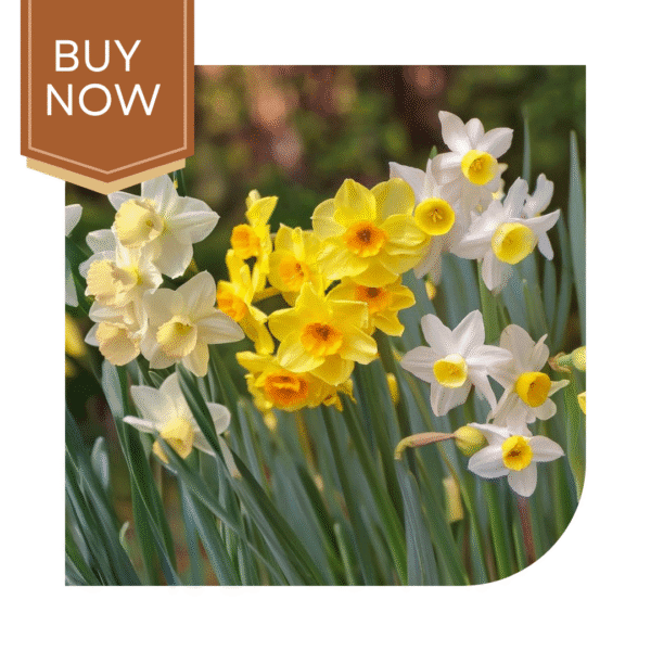 Buy Daffodil Bulb- Mix - Image 3