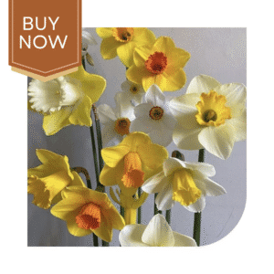 Buy Daffodil Bulb- Mix
