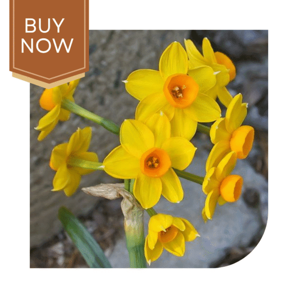 Buy Daffodil Bulb- Mix - Image 2
