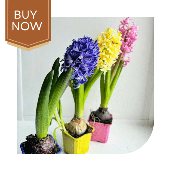 Buy Hyacinth Bulb- Mix - Image 2