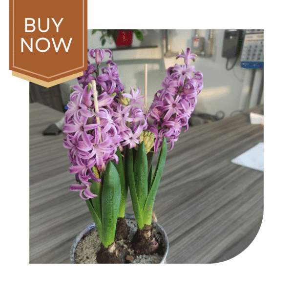 Buy Hyacinth Bulb- Mix - Image 4