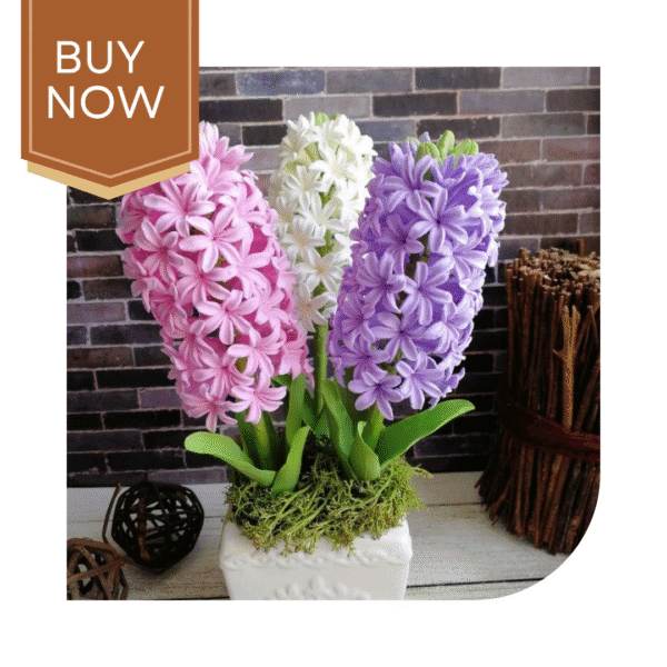 Buy Hyacinth Bulb- Mix