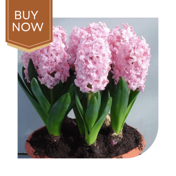 Buy Hyacinth Bulb- Mix - Image 5