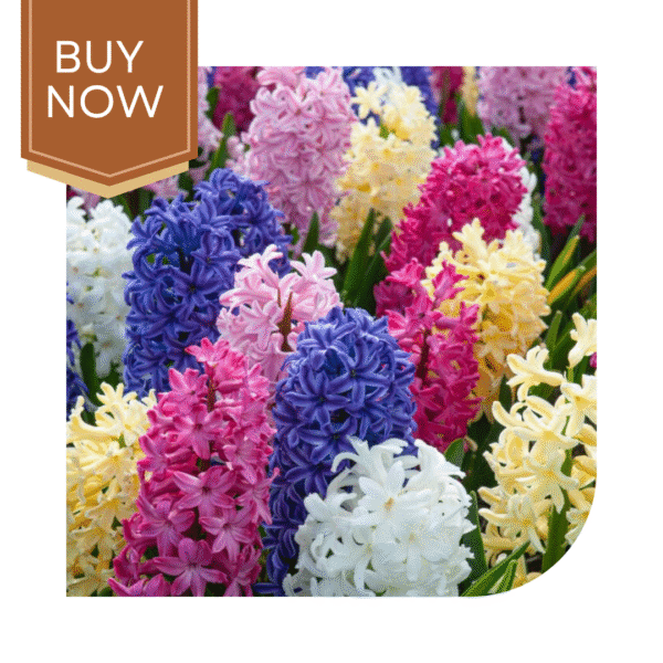 Buy Hyacinth Bulb- Mix - Image 3