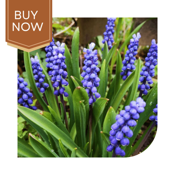 Buy Muscari/Grape Hyacinth Bulb - Image 5