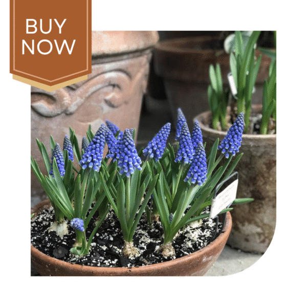 Buy Muscari/Grape Hyacinth Bulb - Image 4