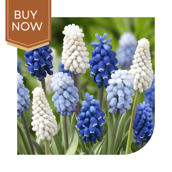 Buy Muscari/Grape Hyacinth Bulb - Image 2