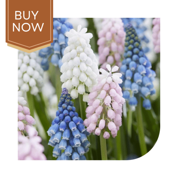 Buy Muscari/Grape Hyacinth Bulb