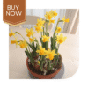 Buy Daffodil Bulb- Mix - Image 6