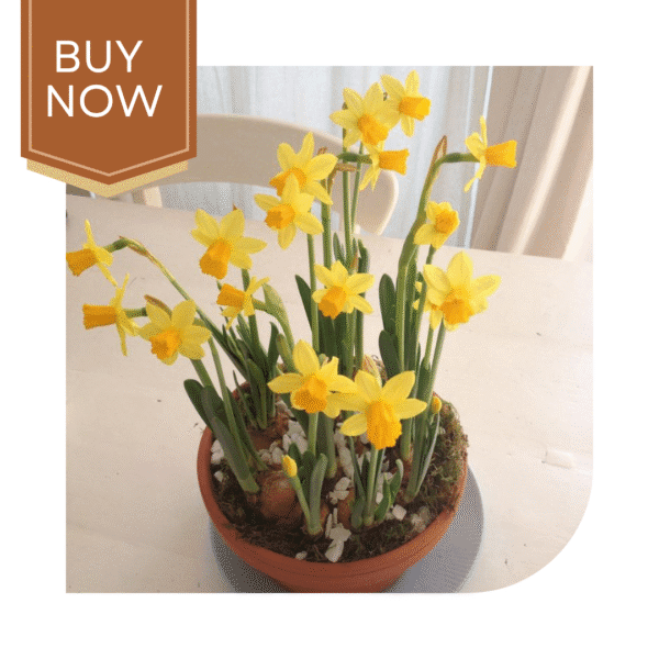 Buy Daffodil Bulb- Mix - Image 6