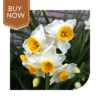 Buy Daffodil Bulb- Mix - Image 5