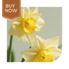 Buy Daffodil Bulb- Mix - Image 4