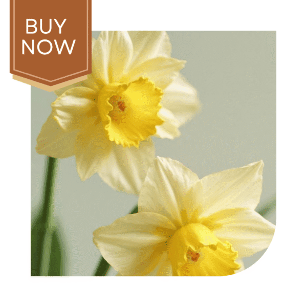 Buy Daffodil Bulb- Mix - Image 4