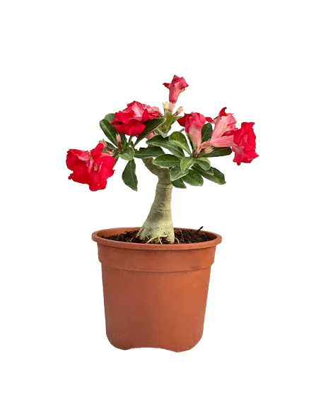 Horticulture Services in India