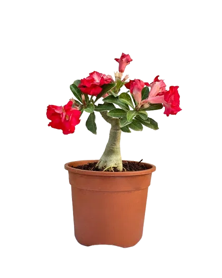 Horticulture Services in India