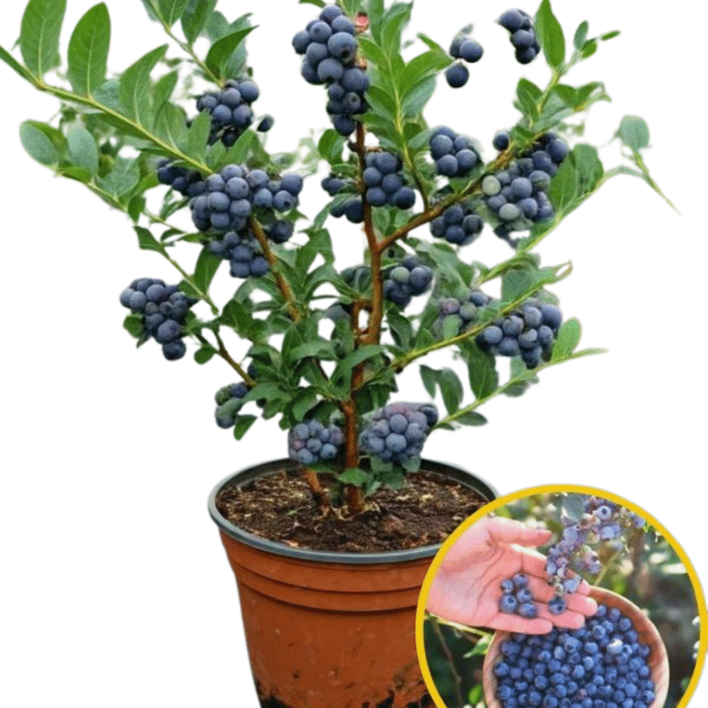 blueberry