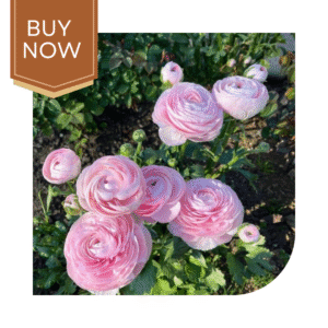 Buy Ranunculus Bulb- Mix
