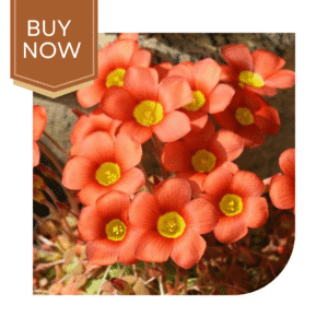 Buy Oxalis Mix Bulb