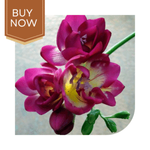 Buy Freesia Double Petal Bulb- Mix