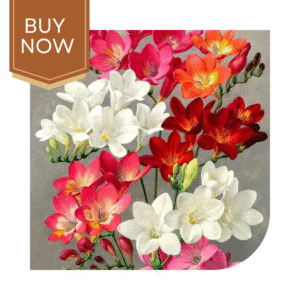 Buy Freesia Single Petal Bulb- Mix