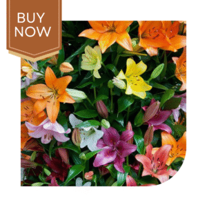 Asiatic Lily Bulb- Mix
