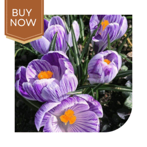 Buy Crocus Vernus Bulb
