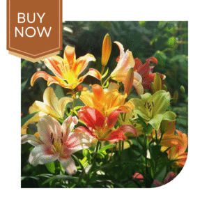 Buy Lilium Bulb- Mix