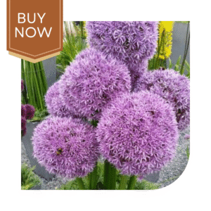 Buy Allium Bulb