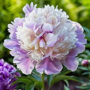 Peony Petals Lavender Blossoms on Display
