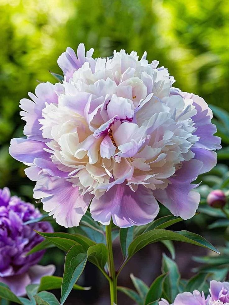 Peony Petals Lavender Blossoms on Display