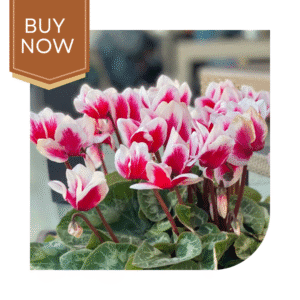 Buy Cyclamen Bulb